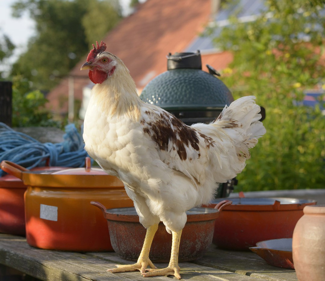 kip met bge op tafel